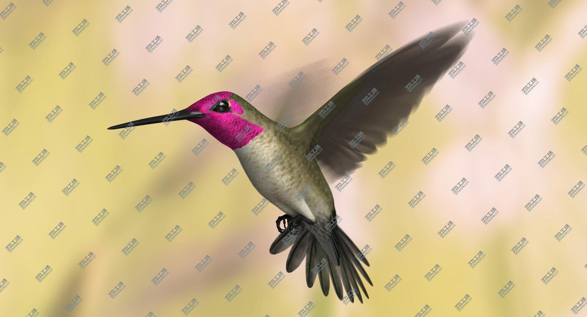 images/goods_img/202105071/3D Anna's Hummingbird (Animated) model/3.jpg